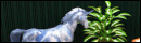 Revelation of Unicorns