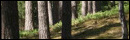 Amber Forest Escape
